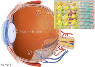 Sehorgan Auge, Augapfel mit Netzhaut Retina, spezialisierte lichtempfindliche Schicht im Augeninneren