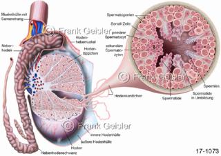 Hoden Testis angeschnitten mit Hodenkanälchen Samenkanälchen Tubuli seminiferi