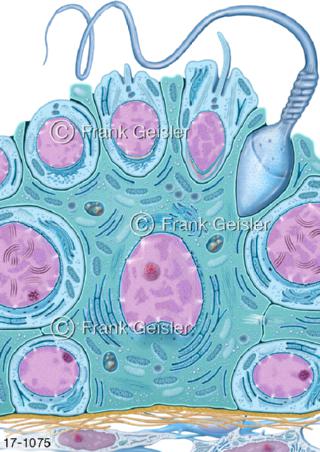 Samenepithel Spermatogenese Keimzellen Spermatogonien Samenzellen