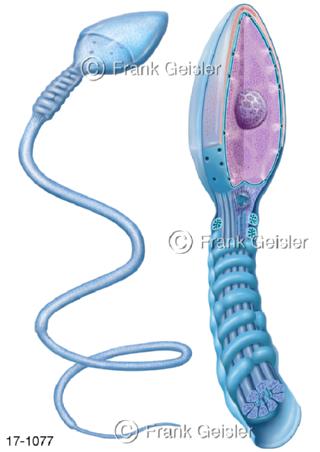 Spermium Keimzellen Samenzelle Spermatozoon