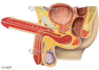 Penisversteifung Geschlechtsorgan Penis Glied, Erektion, sexuelle Erregung Mann