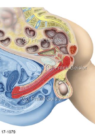 Fortpflanzung, Geschlechtsakt Mann Frau