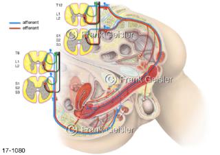 Fortpflanzung Kohabitation Geschlechtsakt Beischlaf, Funktion Nervensystem