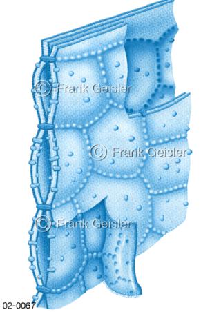 Zellwand mit Tight-junctions als Verbindung 