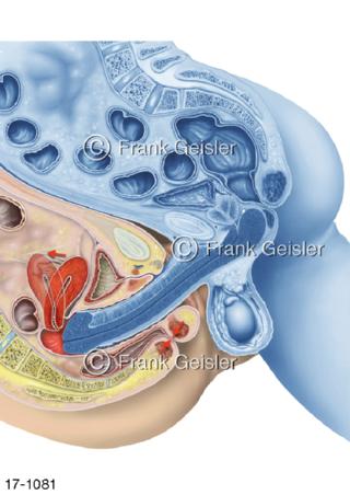 Kohabitation Geschlechtsakt Beischlaf Orgasmus Frau
