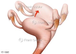 Uterus Eileiter Eierstock, Orgasmus Höhepunkt sexueller Erregung der Frau