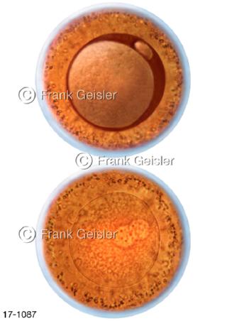 Sekundärfollikel Eizellen Oozyten mit 