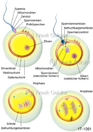 Befruchtung, Verschmelzung Keimzellen, Eizelle Spermium