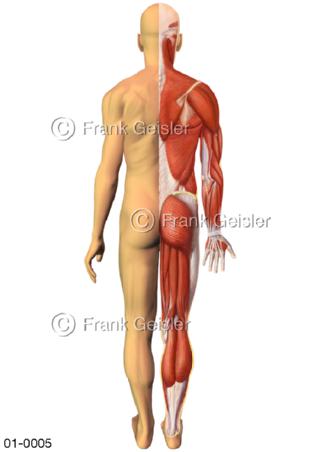 Anatomie Haut und Muskeln bei Mann von dorsal