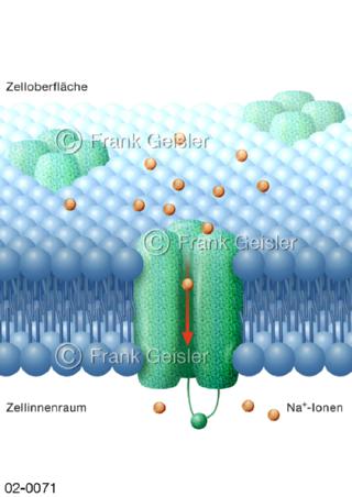 Zelle, Natriumkanal in Zellwand