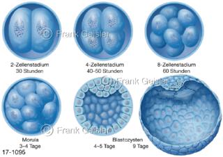 Fortpflanzung, Befruchtung Zellstadien der Furchung Morula Blastozyte