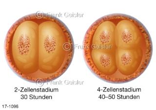Fortpflanzung, befruchtete Eizellen Zygoten, Zellstadien der Furchung