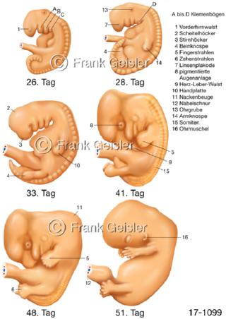 Embryologie, embryonale Entwicklung Embryo