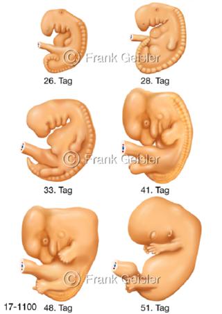 Embryologie, embryonale Entwicklung