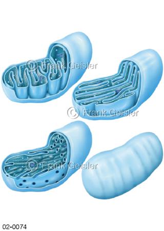 Mitochondrien, Organelle einer Zelle