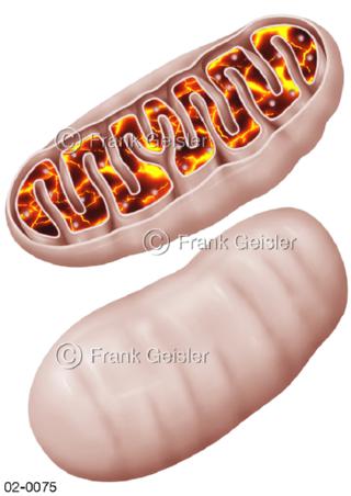 Zellorganell Mitochondrium, Kraftwerk der Zelle 