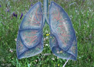 Atemfrische in der Natur, Kräuterwiese mit Atmungsorgan Lunge Pulmo