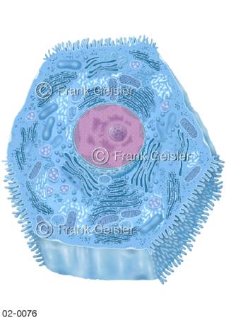 Hepatozyt, Leberzelle mit Zellorganelle