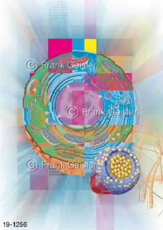 Medical Art Zytologie, Zellbiologie Zellen