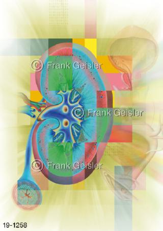 Medical Art Urogenitalsystem Urologie