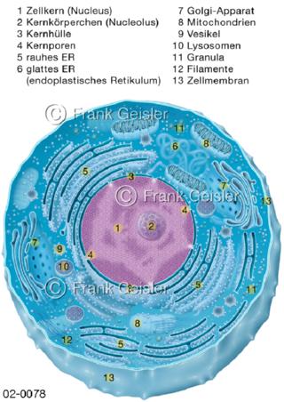 Aufbau Zellorganelle in einer Zelle