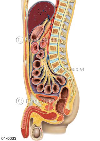 Anatomie Bauchfell mit Bauchorgane beim Mann