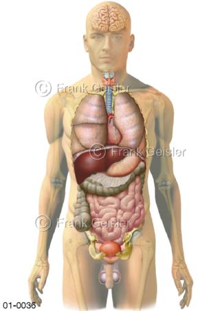Innere Organe von vorn beim Mann