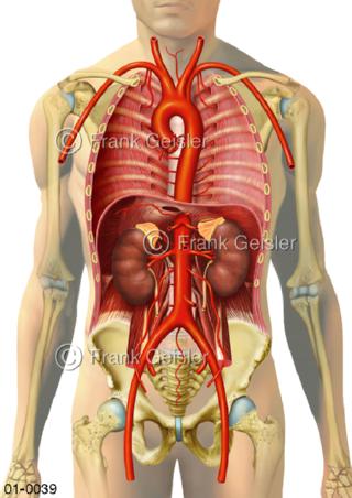 Große Arterien im Brustraum und Bauchraum