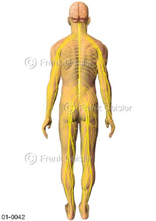 ZNS mit Nervenbahnen, Nervengeflecht von dorsal
