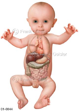 Körper Kleinkind, Organe beim Baby