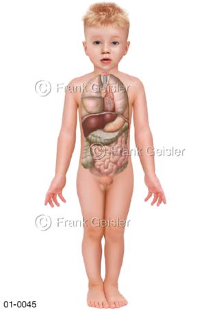 Anatomie Lage Organe beim Kind