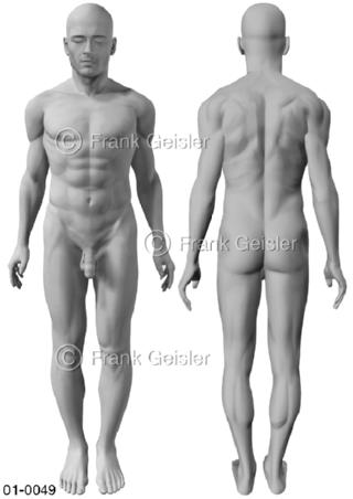 Oberflächenanatomie Körper Mann