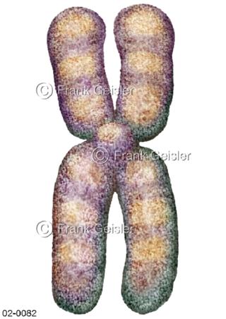Chromosom, Struktur im Zellkern aus DNA und Proteinen