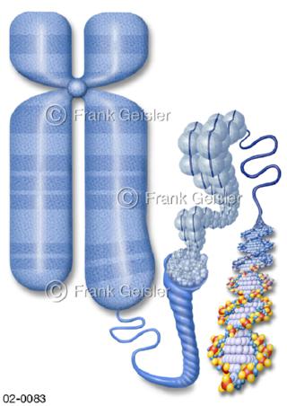 Aufbau Chromosom mit DNA DNS-Strang