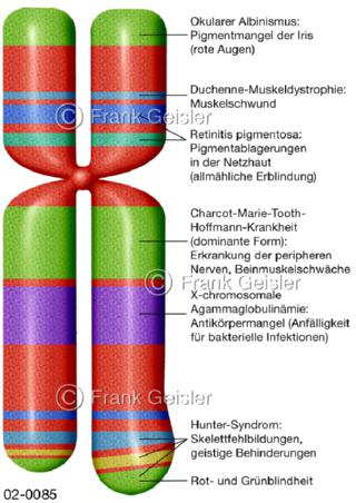 Chromosom mit Info zu Erbkrankheiten
