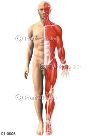 Anatomie Haut und Muskeln bei Mann von ventral