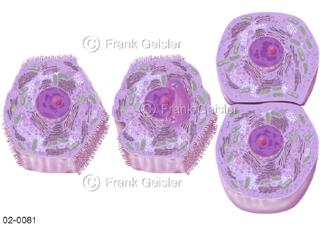 Mutation Zelle von Leberzelle zu Tumorzellen bei Leberkrebs