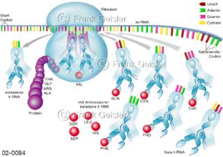 DNA, RNA-Proteinbiosynthese Translation, RNA-Transkript in ein Protein übersetzt