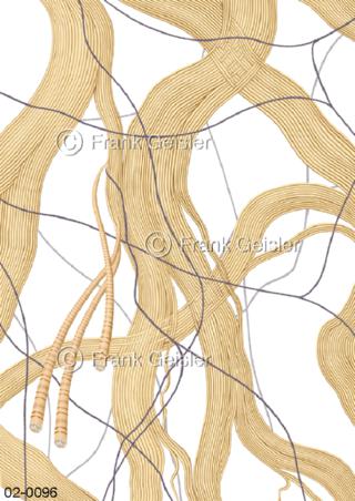 Kollagenfasern, Struktur von Bindegewebe