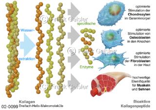 Gewebestruktur, Kollagen aus bioaktiven Proteinpeptiden