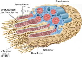Sehnengewebe, ein straffes, faseriges Bindegewebe aus Kollagen