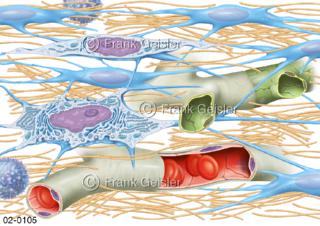 Gewebe, Bindegewebe mit Fibrozyten, Fibroblast und Kollagen