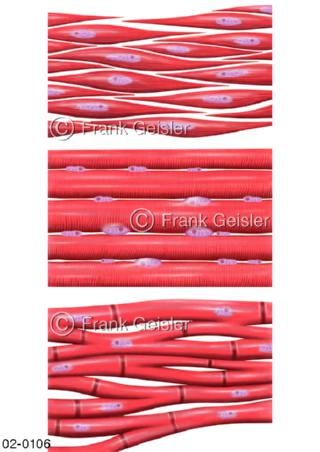 Gewebe, Muskelgewebe mit Muskelzellen