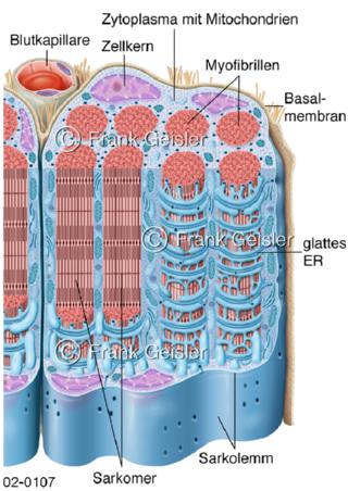 Skelettmuskeln, quergestreifte Muskeln