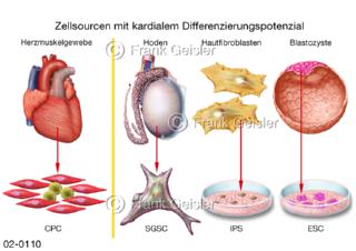 Gewinnung von Stammzellen,  Zellsourcen mit kardialem Differenzierungspotenzial