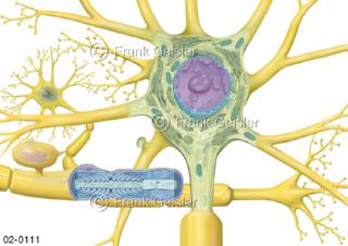 Gewebe, Nervengewebe mit Neuron (Nervenzelle) im Nervensystem