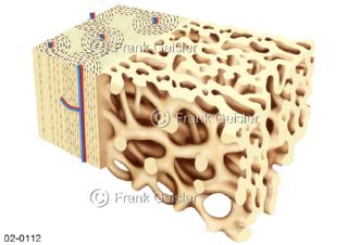 Knochengewebe, hartes Bindegewebe das das Skelett bildet, stützt und schützt, es speichert Calcium