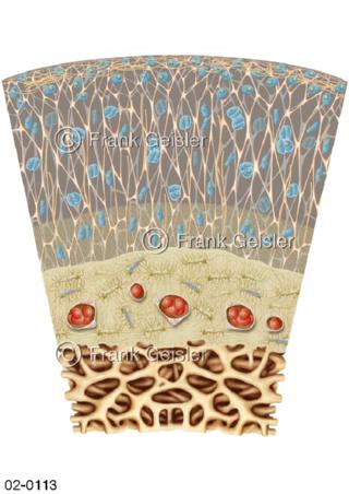 Gewebe, Histologie hyaliner Knorpel