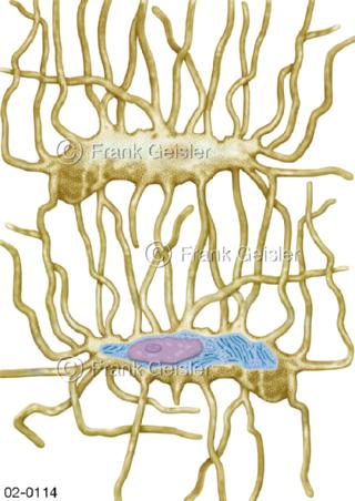 Knochengewebe, Gewebe, Knochenzellen (Osteozyten)