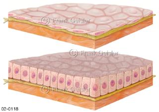 Epithelzellen, einschichtiges Plattenepithel und Flimmerepithel